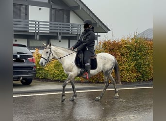 Weitere Ponys/Kleinpferde Mix, Stute, 7 Jahre, 146 cm, Schimmel