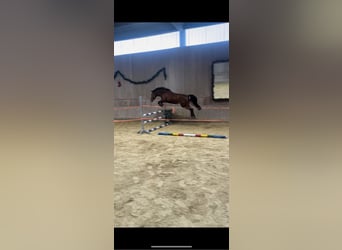 Weitere Ponys/Kleinpferde, Stute, 7 Jahre, 147 cm, Dunkelbrauner