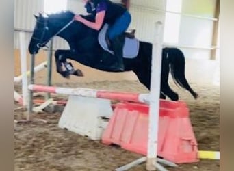 Weitere Ponys/Kleinpferde, Stute, 7 Jahre, 148 cm, Rappe