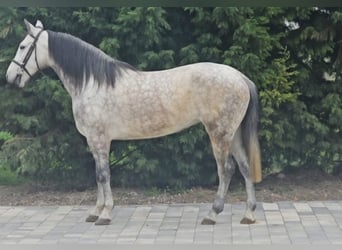 Weitere Ponys/Kleinpferde, Stute, 7 Jahre, 150 cm, Schimmel
