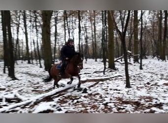 Weitere Ponys/Kleinpferde, Stute, 7 Jahre, 153 cm, Brauner