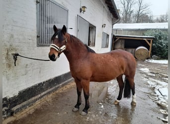 Weitere Ponys/Kleinpferde, Stute, 7 Jahre, 153 cm, Brauner