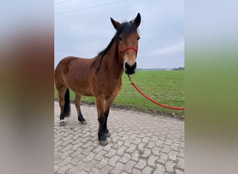 Weitere Ponys/Kleinpferde Mix, Stute, 7 Jahre, 155 cm, Brauner