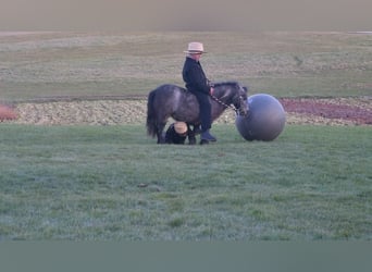 Weitere Ponys/Kleinpferde, Stute, 7 Jahre, 81 cm, Roan-Blue