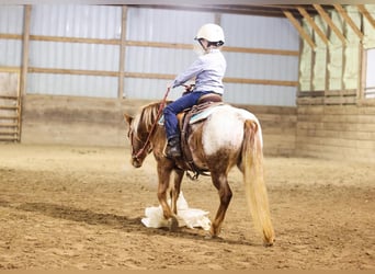 Weitere Ponys/Kleinpferde, Stute, 8 Jahre, 127 cm, Roan-Red