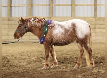 Weitere Ponys/Kleinpferde, Stute, 8 Jahre, 127 cm, Roan-Red