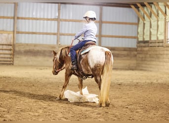 Weitere Ponys/Kleinpferde, Stute, 8 Jahre, 127 cm, Roan-Red