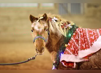 Weitere Ponys/Kleinpferde, Stute, 8 Jahre, 127 cm, Roan-Red