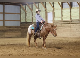 Weitere Ponys/Kleinpferde, Stute, 8 Jahre, 127 cm, Roan-Red