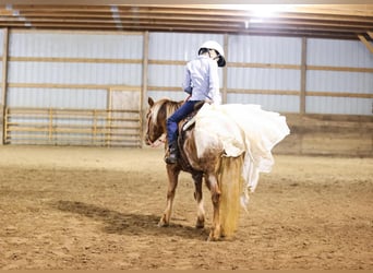 Weitere Ponys/Kleinpferde, Stute, 8 Jahre, 127 cm, Roan-Red