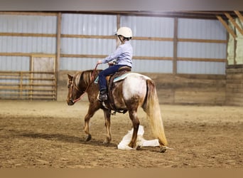 Weitere Ponys/Kleinpferde, Stute, 8 Jahre, 127 cm, Roan-Red