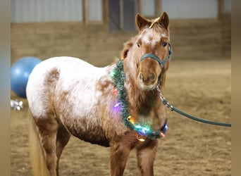 Weitere Ponys/Kleinpferde, Stute, 8 Jahre, 127 cm, Roan-Red