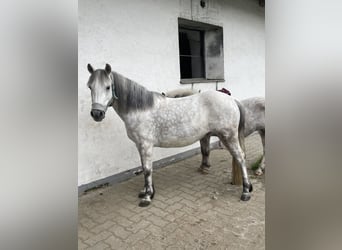 Weitere Ponys/Kleinpferde, Stute, 8 Jahre, 130 cm