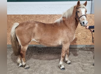 Weitere Ponys/Kleinpferde, Stute, 8 Jahre, 142 cm, Fuchs