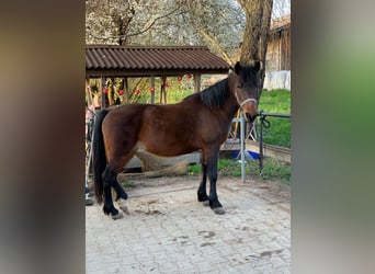 Weitere Ponys/Kleinpferde, Stute, 8 Jahre, 143 cm, Brauner