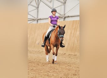 Weitere Ponys/Kleinpferde Mix, Stute, 8 Jahre, 145 cm, Fuchs