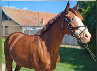 Weitere Ponys/Kleinpferde, Stute, 8 Jahre, 145 cm, Fuchs