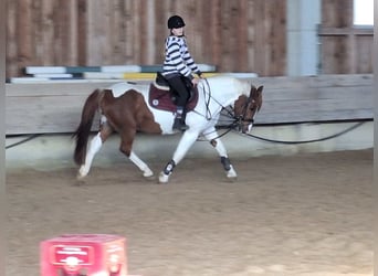 Weitere Ponys/Kleinpferde, Stute, 8 Jahre, 145 cm, Schecke