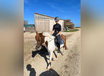 Weitere Ponys/Kleinpferde, Stute, 8 Jahre, 145 cm, Schecke