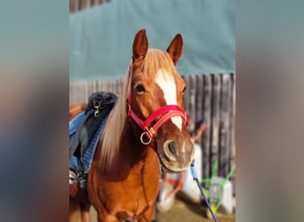 Weitere Ponys/Kleinpferde Mix, Stute, 8 Jahre, 146 cm, Fuchs