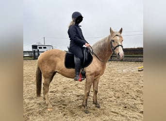 Weitere Ponys/Kleinpferde Mix, Stute, 8 Jahre, 152 cm, Palomino