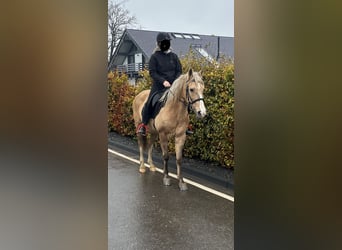 Weitere Ponys/Kleinpferde Mix, Stute, 8 Jahre, 152 cm, Palomino