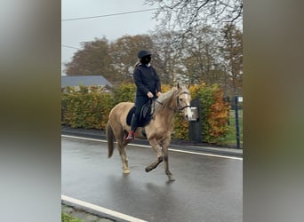 Weitere Ponys/Kleinpferde Mix, Stute, 8 Jahre, 152 cm, Palomino
