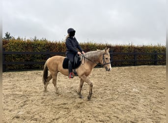 Weitere Ponys/Kleinpferde Mix, Stute, 8 Jahre, 152 cm, Palomino