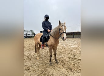 Weitere Ponys/Kleinpferde Mix, Stute, 8 Jahre, 152 cm, Palomino