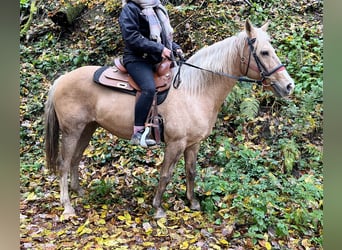 Weitere Ponys/Kleinpferde Mix, Stute, 8 Jahre, 152 cm, Palomino