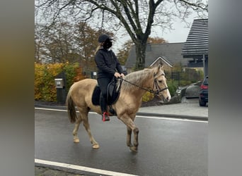 Weitere Ponys/Kleinpferde Mix, Stute, 8 Jahre, 152 cm, Palomino
