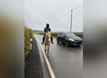 Weitere Ponys/Kleinpferde Mix, Stute, 8 Jahre, 152 cm, Palomino