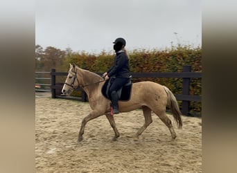 Weitere Ponys/Kleinpferde Mix, Stute, 8 Jahre, 152 cm, Palomino