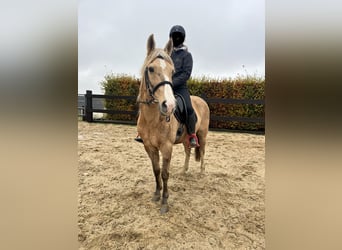 Weitere Ponys/Kleinpferde Mix, Stute, 8 Jahre, 152 cm, Palomino