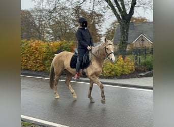 Weitere Ponys/Kleinpferde Mix, Stute, 8 Jahre, 152 cm, Palomino