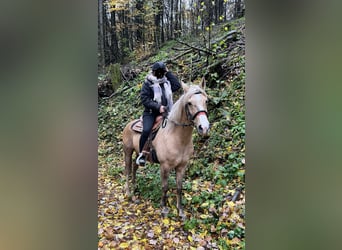 Weitere Ponys/Kleinpferde Mix, Stute, 8 Jahre, 152 cm, Palomino