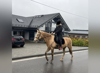 Weitere Ponys/Kleinpferde Mix, Stute, 8 Jahre, 152 cm, Palomino