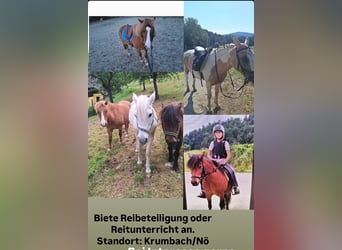 Weitere Ponys/Kleinpferde, Stute, 8 Jahre, Fuchs