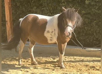 Weitere Ponys/Kleinpferde, Stute, 9 Jahre, 110 cm, Schecke