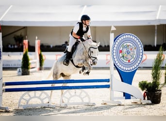 Weitere Ponys/Kleinpferde, Stute, 9 Jahre, 125 cm, Schimmel