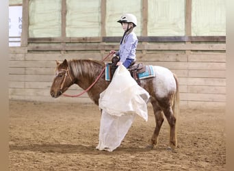 Weitere Ponys/Kleinpferde, Stute, 9 Jahre, 127 cm, Roan-Red