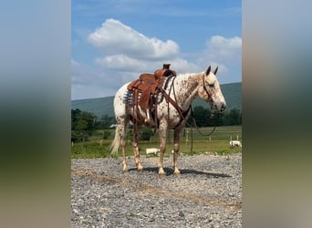 Weitere Ponys/Kleinpferde, Stute, 9 Jahre, 137 cm