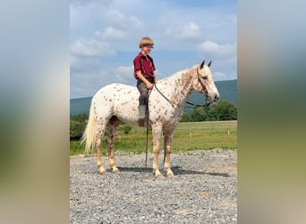 Weitere Ponys/Kleinpferde, Stute, 9 Jahre, 137 cm