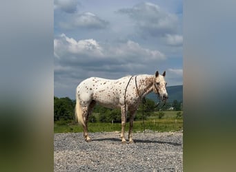 Weitere Ponys/Kleinpferde, Stute, 9 Jahre, 137 cm