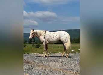 Weitere Ponys/Kleinpferde, Stute, 9 Jahre, 137 cm