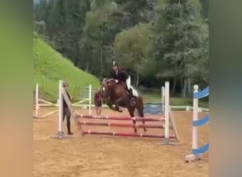 Weitere Ponys/Kleinpferde, Stute, 9 Jahre, 143 cm, Fuchs