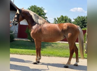 Weitere Ponys/Kleinpferde, Stute, 9 Jahre, 147 cm, Brauner