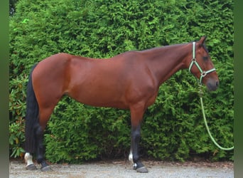 Weitere Ponys/Kleinpferde Mix, Stute, 9 Jahre, 151 cm, Brauner