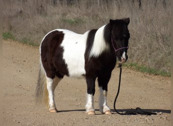 Weitere Ponys/Kleinpferde, Stute, 9 Jahre