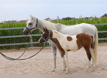 Weitere Ponys/Kleinpferde Mix, Stute, Fohlen (04/2023), 142 cm, Kann Schimmel werden